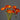 Poppy Champagne Bubbles