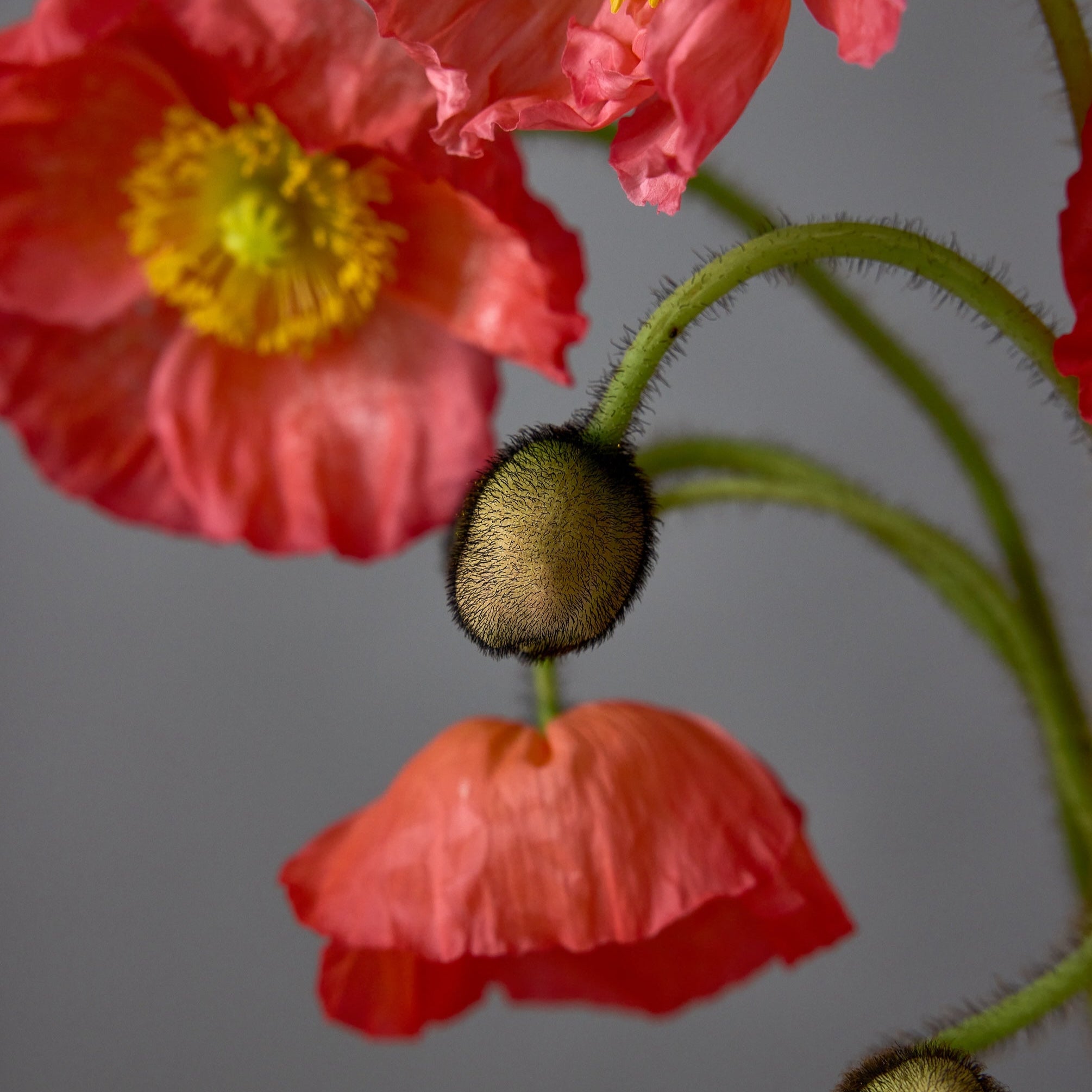 Poppy Champagne Bubbles – Farmer Bailey Inc.