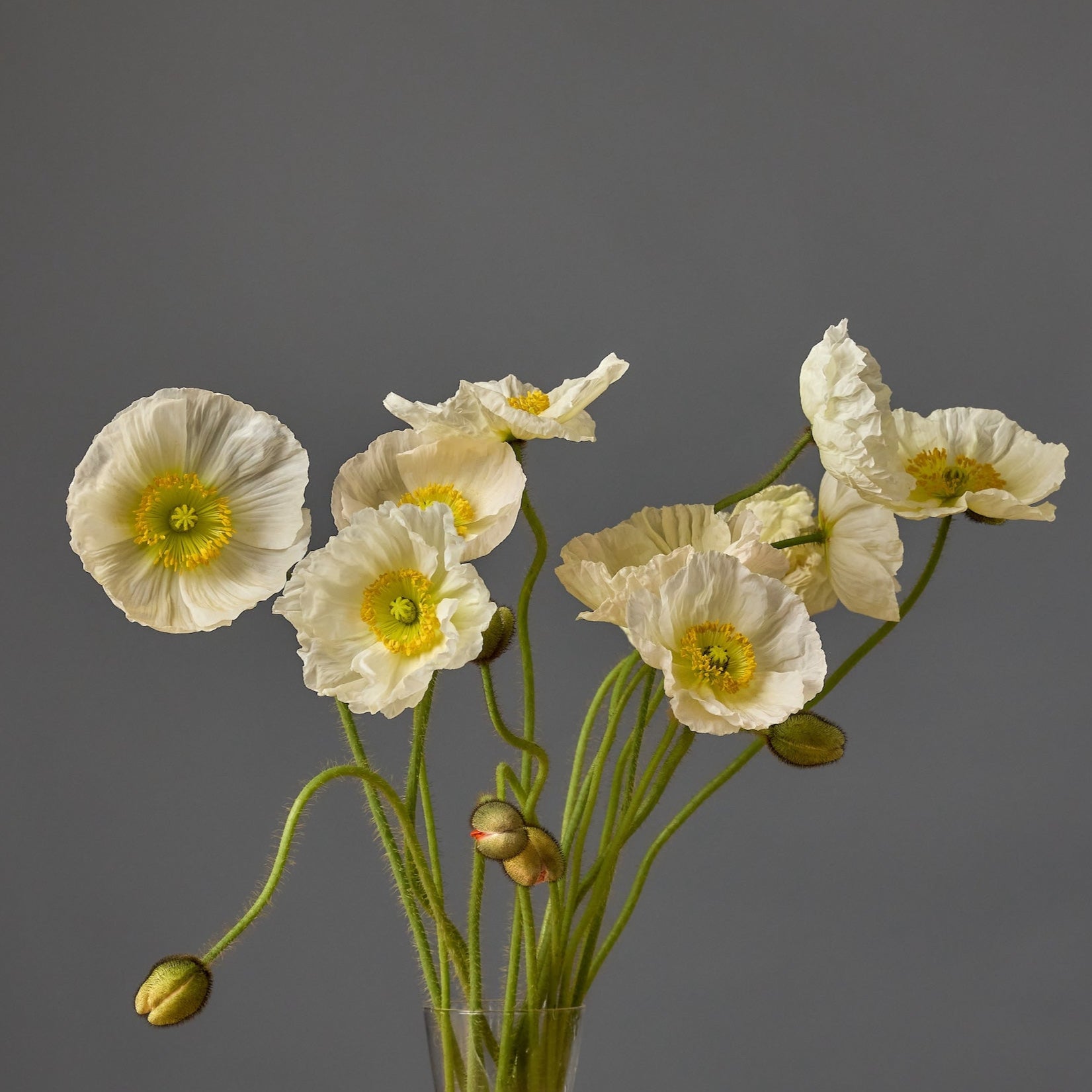 Poppy Champagne Bubbles – Farmer Bailey Inc.