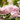Deutzia