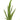Rumex Unicorn