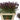 Sanguisorba
