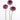 Scabiosa Scoop™ Series