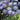 Scabiosa Fama