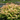 Sorbaria