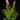 Spiraea