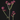 Astrantia