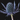 Eryingium (32)