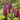 Lupine West Country (32)
