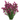 Statice from Tissue Culture- SUPERTA
