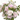 Petunias- Italian Cutting types