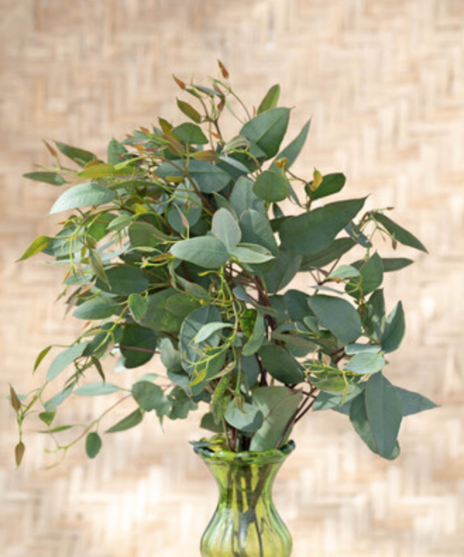 seeded eucalyptus plants for sale Eucalyptus – Farmer Bailey Inc