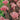 Sedum 'Thunderhead' (36 cell half tray)