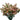 Statice from Tissue Culture- SINUET