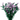 Statice from Tissue Culture- KANEKO