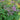 Thalictrum ‘Black Stockings’ (36 cell half tray)