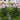 Thalictrum NIMBUS™ ‘Pink’ (36 cell half tray)