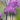 Thalictrum NIMBUS™ ‘Pink’ (36 cell half tray)