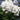 Thalictrum NIMBUS™ ‘White’ (36 cell half tray)