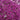 Trachelium Corine (NEW)