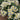 Vesuvio (3 cuttings)