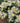 Vesuvio (3 cuttings)