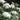 Viburnum