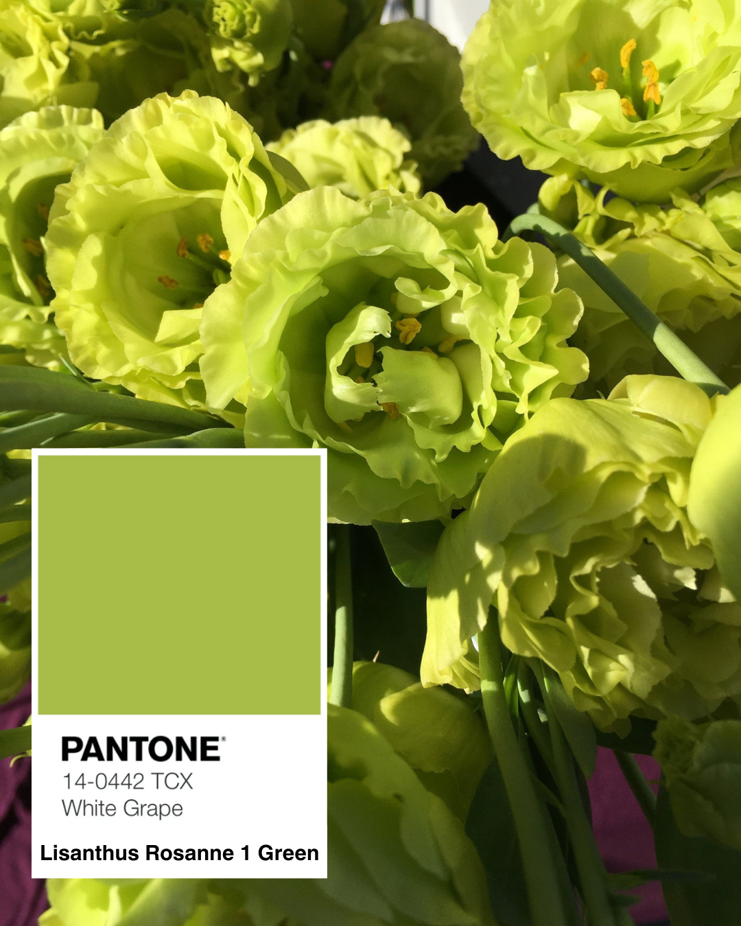 Pantone Color of the Year 2025 Predictions – Farmer Bailey Inc.