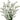 Statice from Tissue Culture- Sinuatum types