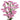Statice from Tissue Culture- Sinuatum types