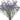 Limonium from Tissue Culture- Perennial types