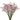 Limonium from Tissue Culture- Perennial types