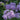 Ageratum