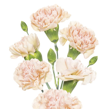 Spray Carnation – Farmer Bailey Inc.
