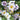 Anemone hupehensis (32)