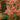 Celosia Celway