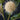 Cephalanthus