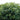 Cephalanthus