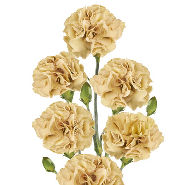 Spray Carnation – Farmer Bailey Inc.