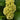 Celosia
