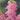Snapdragon Legend Double