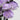Lisianthus ABC