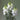 Snapdragon Legend Double