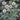 Echinops (32)