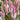 Celosia Flamingo