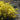 Forsythia