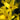 Forsythia