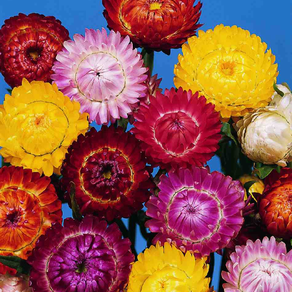 Helichrysum bracteatum 'Monstrosum' – Farmer Bailey Inc.