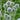 Echinops