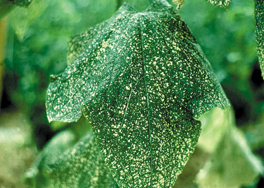 Thrips in Your Flowers – Farmer Bailey Inc.